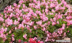 秋海棠花语的深刻意义与传承 秋海棠花语与寓意