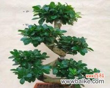 榕树盆景养寓意 以榕树盆景养寓意的最佳方法