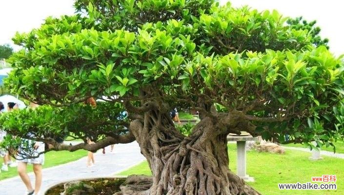 榕树盆景养寓意 以榕树盆景养寓意的最佳方法