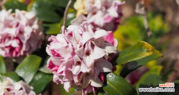 揭开瑞香花语的神秘面纱 瑞香花语的奥秘