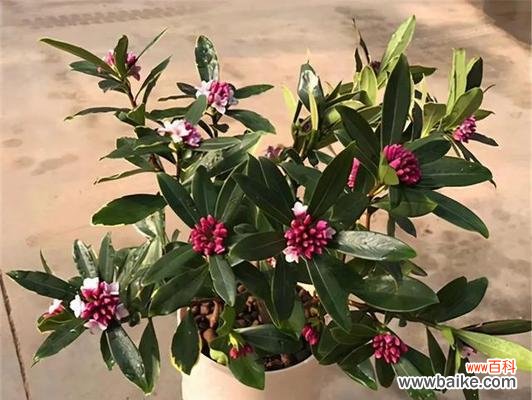 揭开瑞香花语的神秘面纱 瑞香花语的奥秘