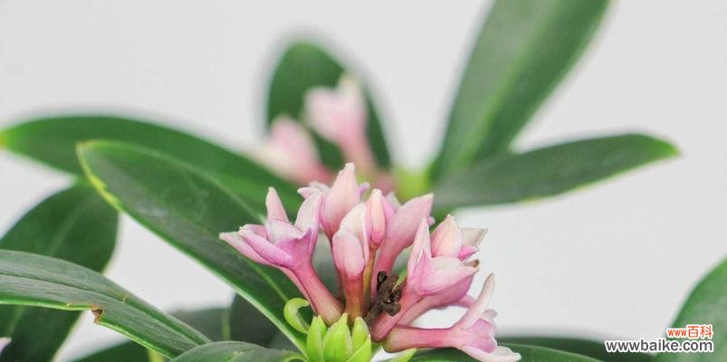 揭开瑞香花语的神秘面纱 瑞香花语的奥秘