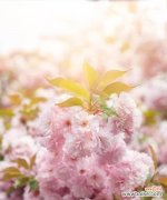 探寻樱花的意义与价值 赏樱花，感受日本文化之美