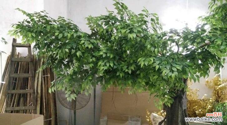 探索榕树的寓意与象征意义 榕树