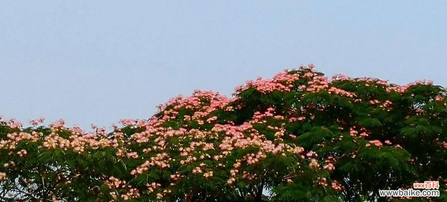 探索榕树的寓意与象征意义 榕树