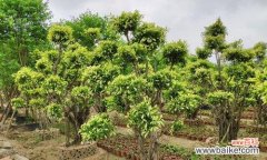 探索榕树的寓意与象征意义 榕树