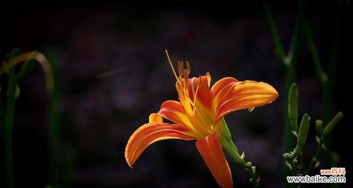 萱草的寓意和象征是什么？如何在园艺中应用萱草？