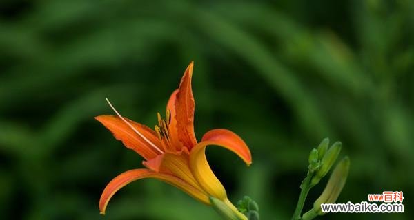 萱草的寓意和象征是什么？如何在园艺中应用萱草？