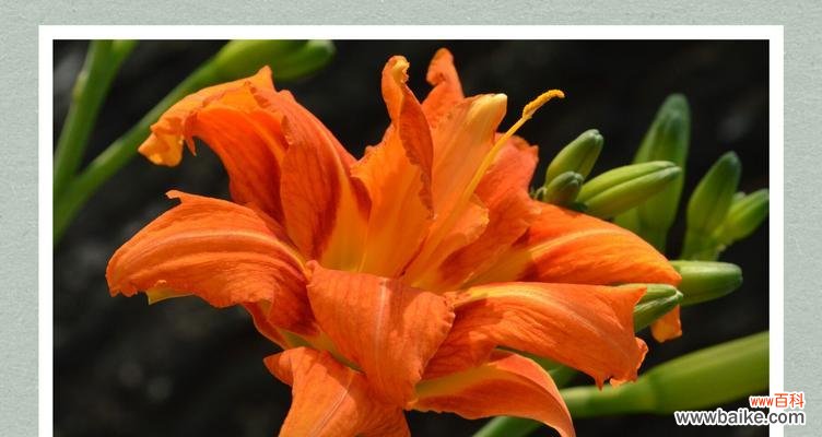 萱草花语是什么？了解萱草的象征意义和文化背景？