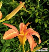 萱草花的花语是什么？如何用萱草花表达情感？