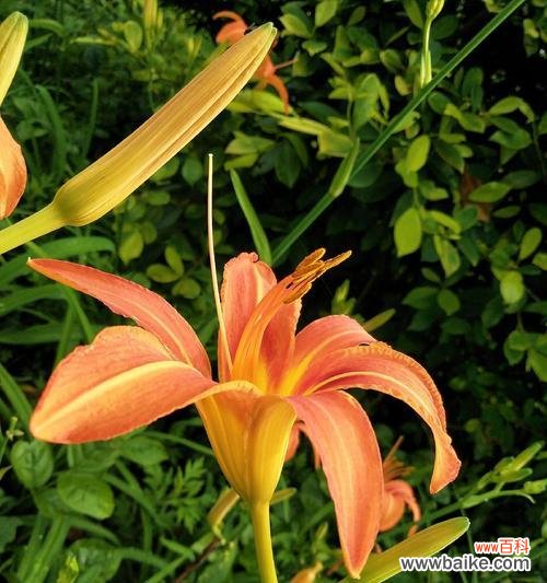 萱草花的花语是什么？如何用萱草花表达情感？