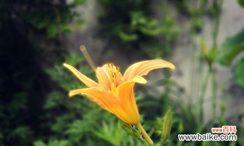 萱草花的花语是什么？如何用萱草花表达情感？