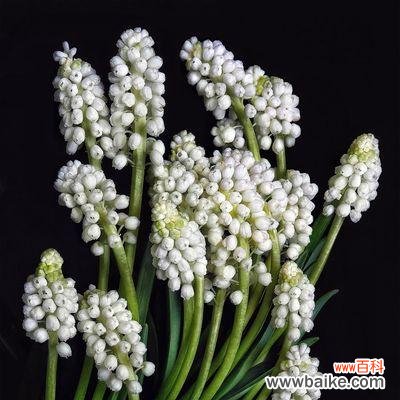 各色风信子的花语解读与传递 花开风信，芬芳寄语