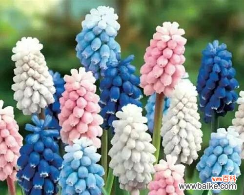 各色风信子的花语解读与传递 花开风信，芬芳寄语