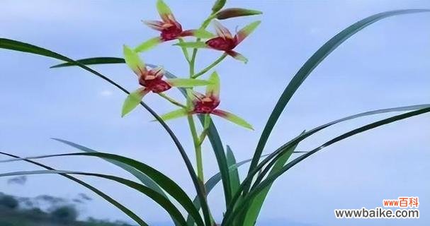 领略兰花的优雅魅力 探寻兰花的花语和寓意