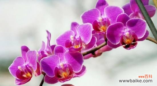 领略兰花的优雅魅力 探寻兰花的花语和寓意