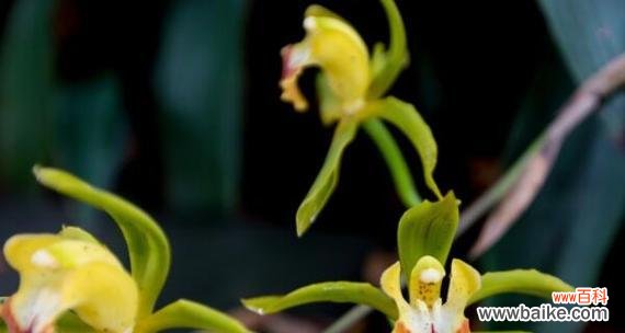 领略兰花的优雅魅力 探寻兰花的花语和寓意