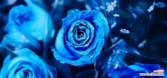 蓝玫瑰 蓝玫瑰的象征意义及文化传承