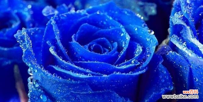 蓝玫瑰 蓝玫瑰的象征意义及文化传承
