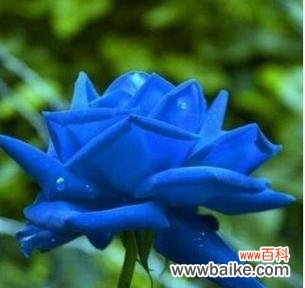 蓝玫瑰 蓝玫瑰的象征意义及文化传承