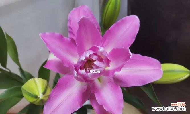 盛开如梦 以复瓣百合之花语