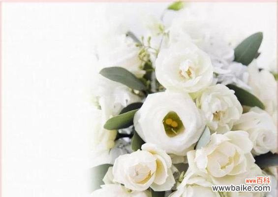 美丽纯洁的白玫瑰 白玫瑰的代表寓意与花语