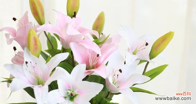 传递温馨与喜悦的圣诞花语 圣诞百合的花语——祝福与希望