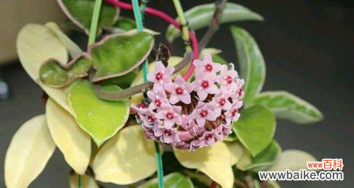 揭秘球兰花的神秘花语 以球兰花语是什么