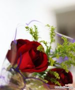 解读三朵玫瑰的情感寓意 三朵玫瑰的象征意义