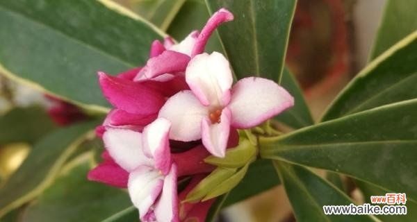 探寻瑞香花所传递的情感与寓意 瑞香花的花语及其意义