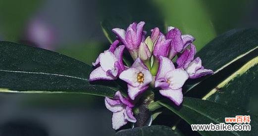 探寻瑞香花所传递的情感与寓意 瑞香花的花语及其意义