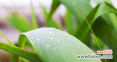 揭开箬叶的神秘面纱 箬叶的意义与用途——从自然到生活的无尽惊喜