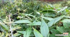 揭开箬叶的神秘面纱 箬叶的意义与用途——从自然到生活的无尽惊喜