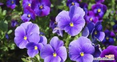 传承千年的神秘花朵与其深意 三色堇花语与传说