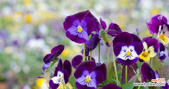 传承千年的神秘花朵与其深意 三色堇花语与传说