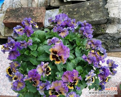 传承千年的神秘花朵与其深意 三色堇花语与传说