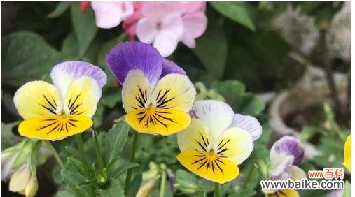 探寻三色堇花的象征意义与美丽故事 《三色堇的花语与寓意》