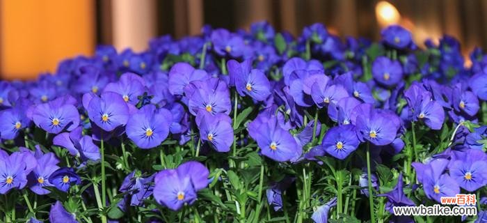 探寻三色堇花的象征意义与美丽故事 《三色堇的花语与寓意》