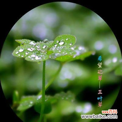 探寻三轮草花的美丽与寓意 三轮草花语