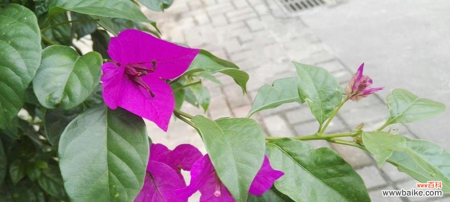 赏花之间 三角梅花语的寓意与象征