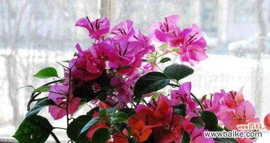 赏花之间 三角梅花语的寓意与象征