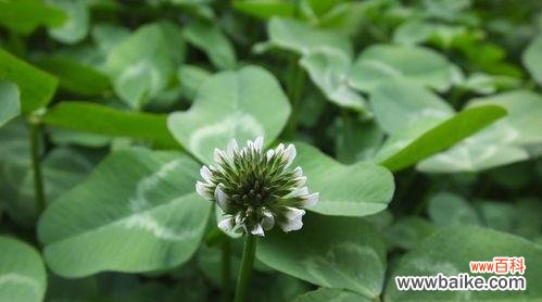 幸运与希望的象征 三叶草的含义与花语