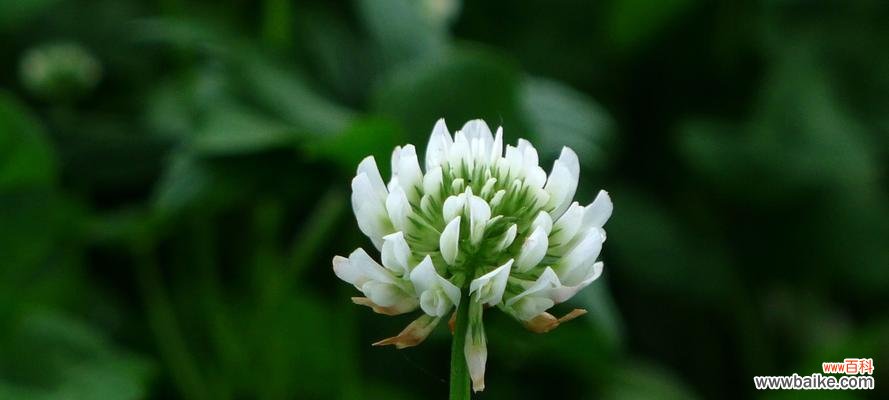 幸运与希望的象征 三叶草的含义与花语