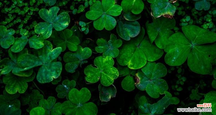 寻找幸运的绿叶世界 三叶草的寓意与象征意义