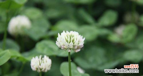 寻找幸运的绿叶世界 三叶草的寓意与象征意义