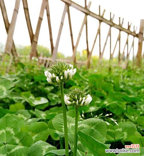 三叶草的幸运象征与传说 三叶草的花语与象征意义