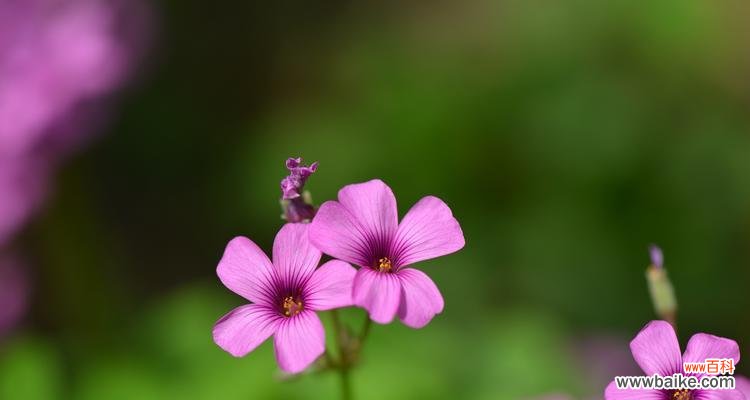 三叶草的幸运象征与传说 三叶草的花语与象征意义