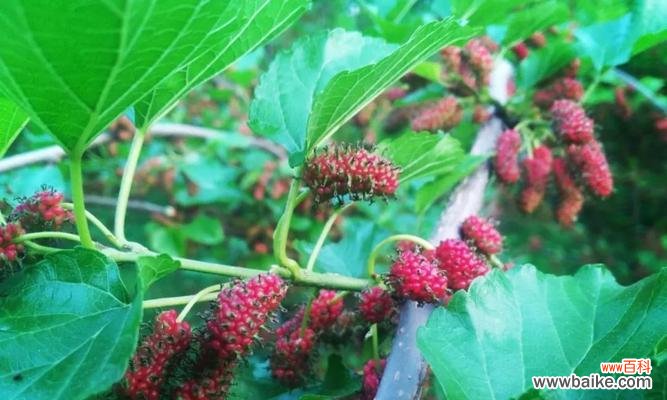 探索桑树的深层含义 桑树的寓意与象征