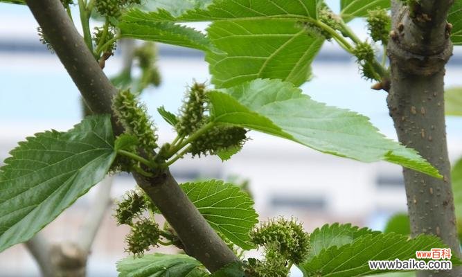 探索桑树的深层含义 桑树的寓意与象征