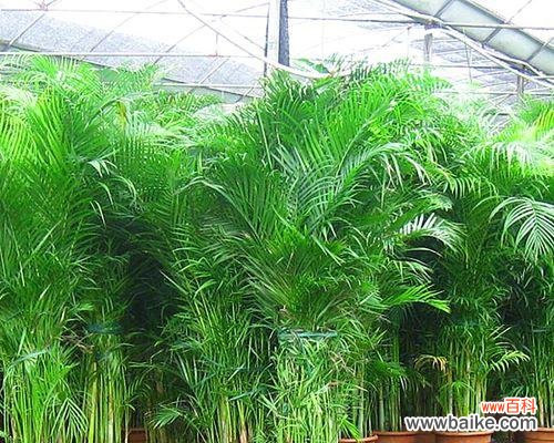 探寻散尾葵的美与哲学 散尾葵的寓意与象征意义